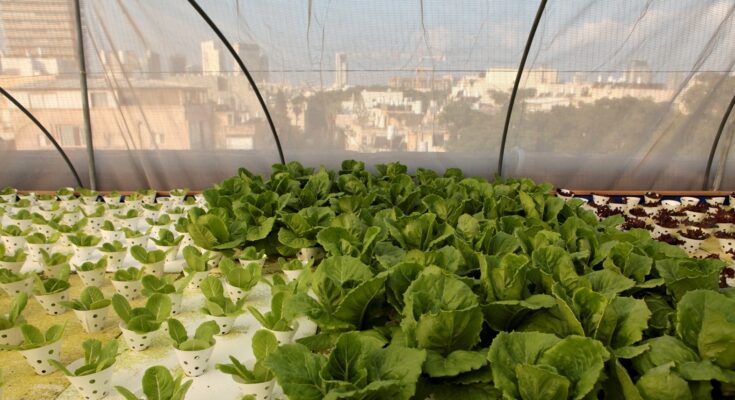 Israel Hydroponics Market Analysis, Share, Trends, Demand, Size, Opportunity & Forecast