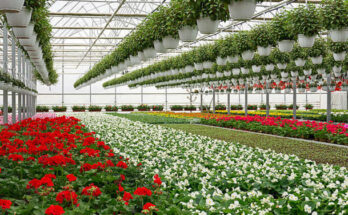 Kenya Floriculture Market Analysis, Share, Trends, Demand, Size, Opportunity & Forecast