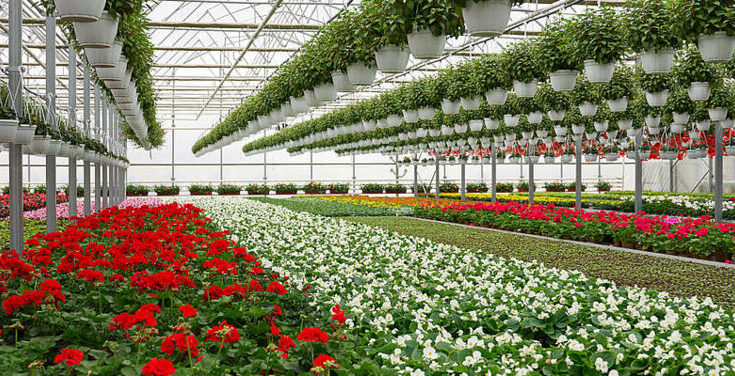 Kenya Floriculture Market Analysis, Share, Trends, Demand, Size, Opportunity & Forecast