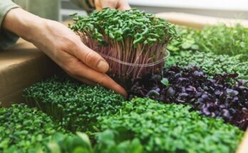 Microgreens Market - Analysis, Share, Trends, Demand, Size, Opportunity & Forecast