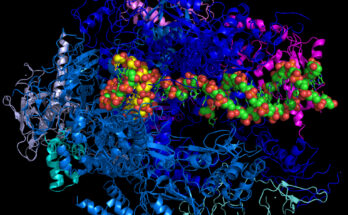 Polymerases