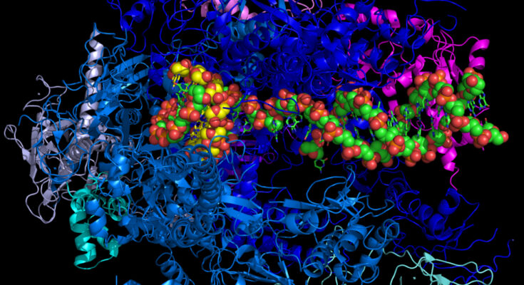 Polymerases