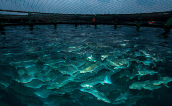 Precision Aquaculture MarketSize Is Likely to Experience a Tremendous Growth by 2017-2027