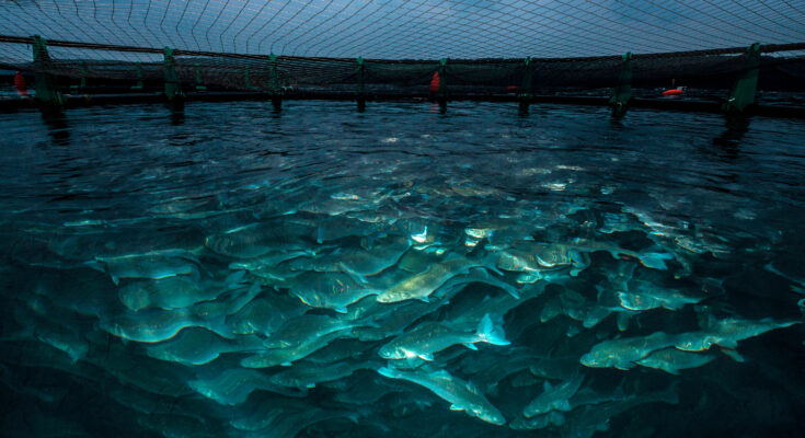 Precision Aquaculture MarketSize Is Likely to Experience a Tremendous Growth by 2017-2027