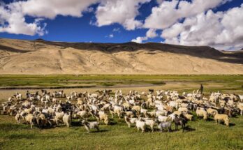 Precision Livestock Farming Market Size Is Likely to Experience a Tremendous Growth by 2017-2027