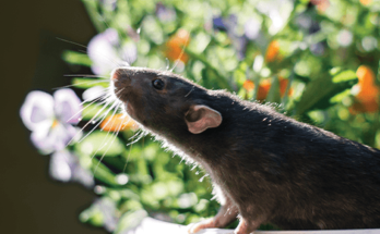 Rodenticide Market Analysis, Share, Trends, Demand, Size, Opportunity & Forecast