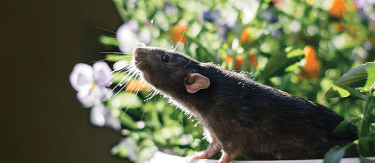 Rodenticide Market Analysis, Share, Trends, Demand, Size, Opportunity & Forecast