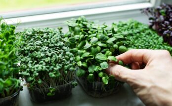 Saudi Arabia Microgreens Market Forecast 2017-2027: Trends and Competition | TechSci Research