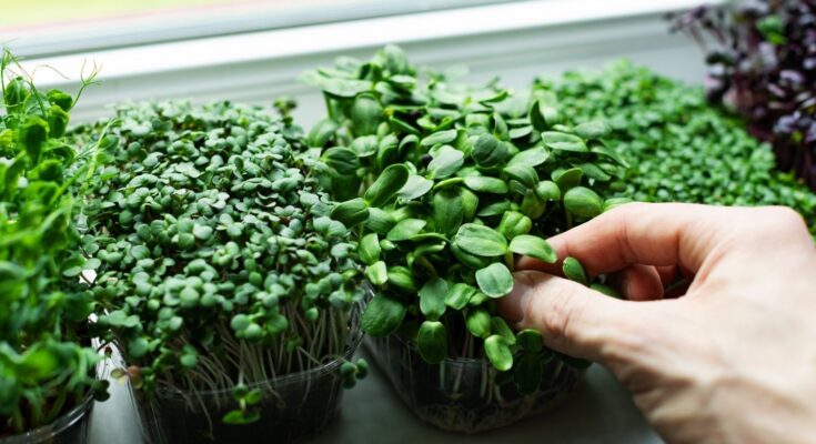 Saudi Arabia Microgreens Market Forecast 2017-2027: Trends and Competition | TechSci Research