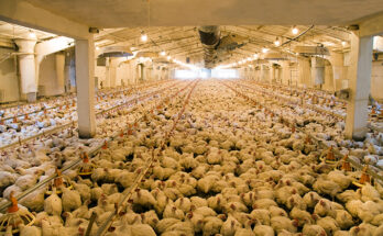 Saudi Arabia Poultry Market Analysis, Share, Trends, Demand, Size, Opportunity & Forecast