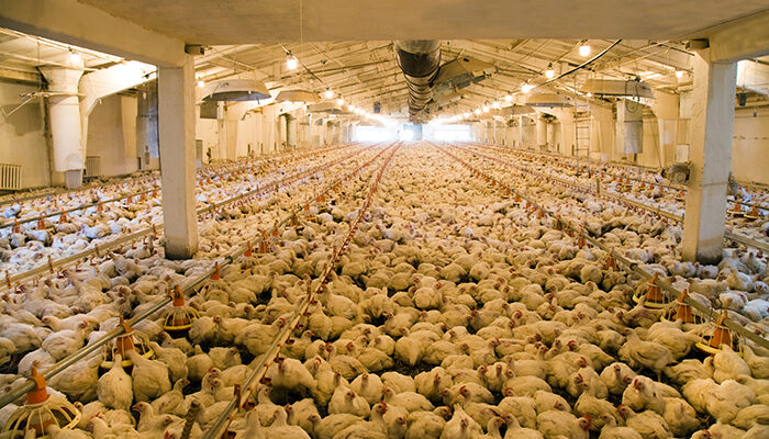 Saudi Arabia Poultry Market Analysis, Share, Trends, Demand, Size, Opportunity & Forecast