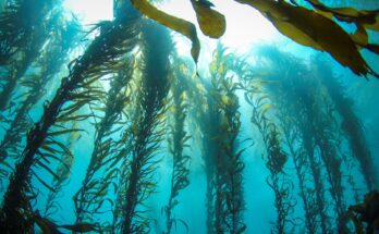 Seaweed Market