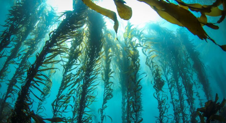 Seaweed Market