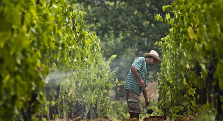 Smart Vineyard Management Market Analysis, Share, Trends, Demand, Size, Opportunity & Forecast