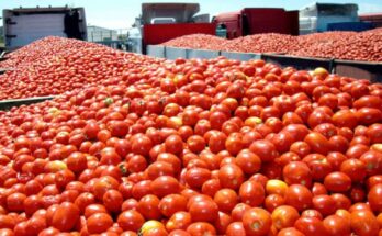 Tomato Processing Market