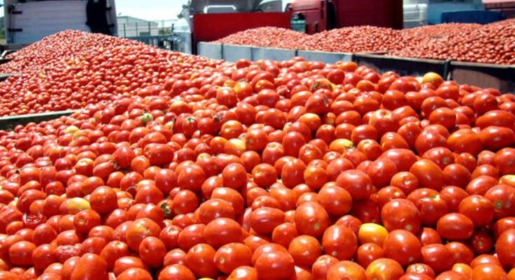 Tomato Processing Market