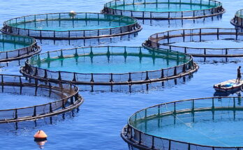 UAE Aquaculture Market : Trends, Competition, and Industry Size Forecasts