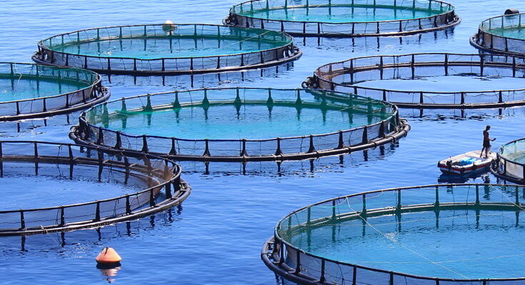 UAE Aquaculture Market : Trends, Competition, and Industry Size Forecasts