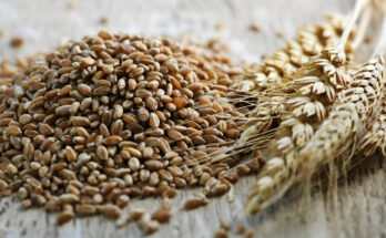 UAE Grain Analysis Market : Trends, Competition, and Industry Size Forecasts