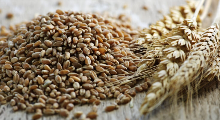 UAE Grain Analysis Market : Trends, Competition, and Industry Size Forecasts