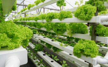 Predicted Growth for UAE Vertical Farming Market , Expected to Reach billions by 2017-2027