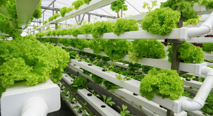 Predicted Growth for UAE Vertical Farming Market , Expected to Reach billions by 2017-2027