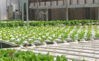 United Kingdom Greenhouse Market Projections Show Impressive CAGR for 2017-2027