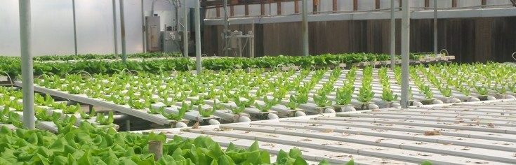 United Kingdom Greenhouse Market Projections Show Impressive CAGR for 2017-2027