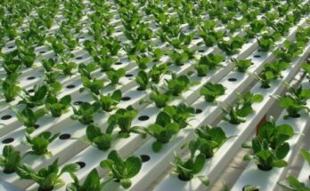 United Kingdom Hydroponics Market : Trends, Competition, and Industry Size Forecasts