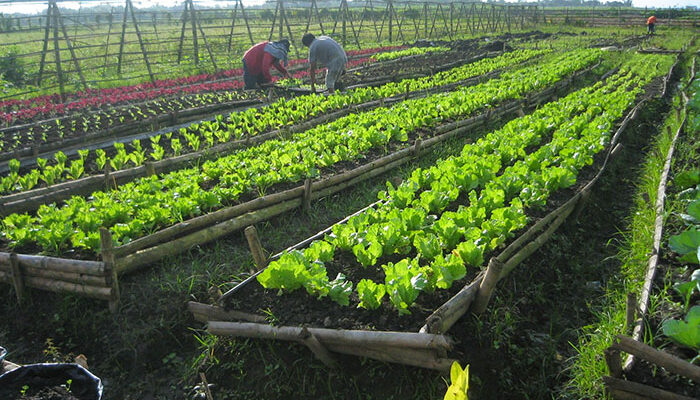 United Kingdom Organic Farming Market : A Study of the Industry's Current Status, Market Analysis and Future Outlook