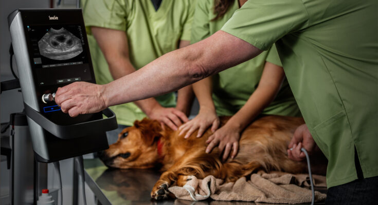 Veterinary Imaging