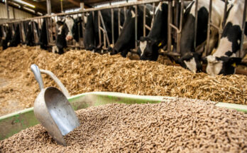 Vietnam Animal feed Market Analysis, Share, Trends, Demand, Size, Opportunity & Forecast