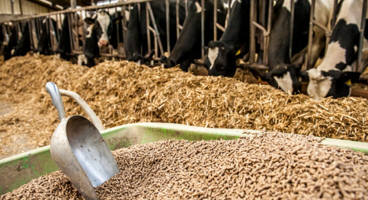 Vietnam Animal feed Market Analysis, Share, Trends, Demand, Size, Opportunity & Forecast