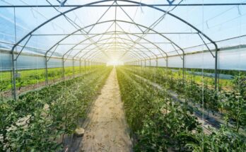 Vietnam Greenhouse Market 2017-2027: Future, Growth & Opportunities | TechSci Research