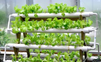 Vietnam Hydroponics Market Forecast 2017-2027: Projected Growth and Opportunities | TechSci Research