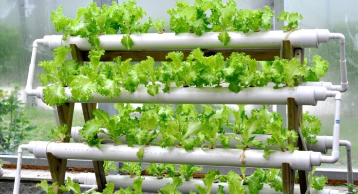 Vietnam Hydroponics Market Forecast 2017-2027: Projected Growth and Opportunities | TechSci Research