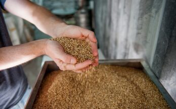 Specialty Malt Global Market