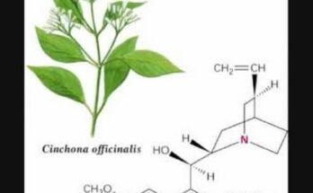 Global Quinine Market