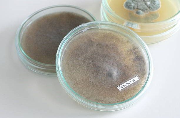 amphoteric surfactants market