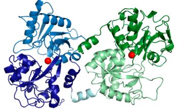 Bovine Lactoferrin Market