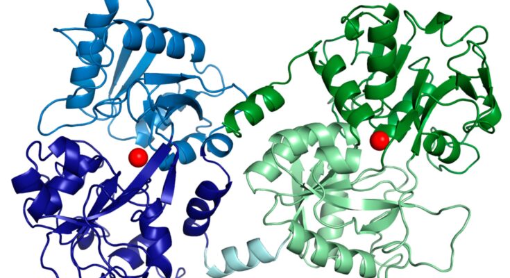 Bovine Lactoferrin Market