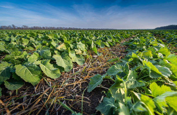 Cover Crops Market - Growth Drivers & Opportunities 2017-2027