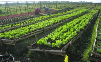 Crowd Farming Market - Analysis, Share, Trends, Demand, Size, Opportunity & Forecast