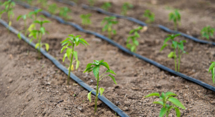 Europe Drip Irrigation Market- Analysis, Share, Trends, Demand, Size, Opportunity & Forecast