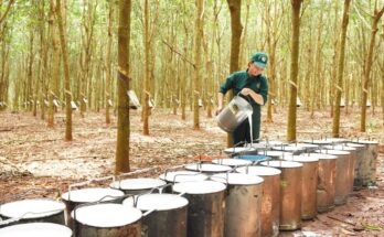 Europe Rubber Market : Opportunities, Size and Growth Projections in Upcoming Years