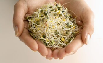 Global Alfalfa Market : Analysis of Industry Size, Share, and Competition