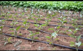 Global Drip Irrigation Market Is Likely to Experience a Tremendous Growth by 2015-2025