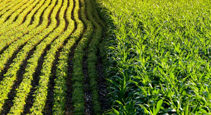 Global Genetically Modified Crops Market : Trends, Competition, and Industry Size Forecasts