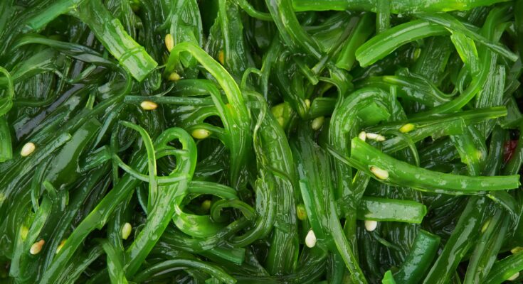 Global Seaweed Fertilizers Market Is Likely to Experience a Tremendous Growth by 2016-2026