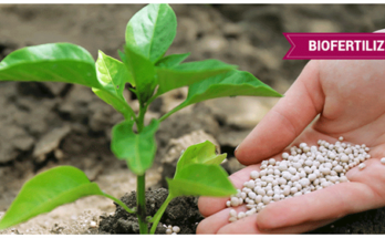 India Biofertilizers Market : Trends, Competition, and Industry Size Forecasts